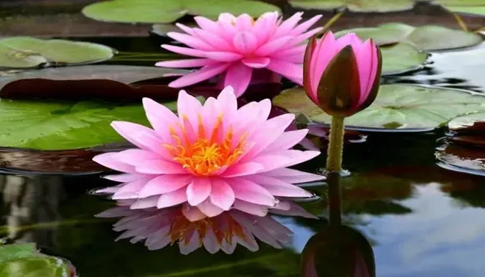 "Sering dianggap tanaman hias semata, teratai (Nelumbo nucifera) menyimpan khasiat luar biasa. Mulai dari meredakan stres, menyehatkan jantung, hingga rahasia kulit glowing."