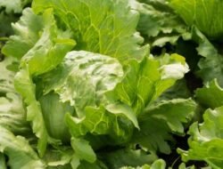 Bukan Sekadar Pemanis Burger: 5 Manfaat Daun Selada yang Bikin Kamu Ingin Makan Lebih Banyak