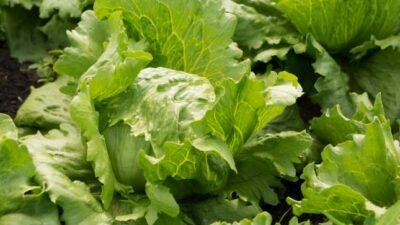 "Sering menyingkirkan selada dari piring? Anda rugi besar! Temukan fakta mengejutkan tentang manfaat selada, mulai dari bikin kurus hingga obat insomnia alami."