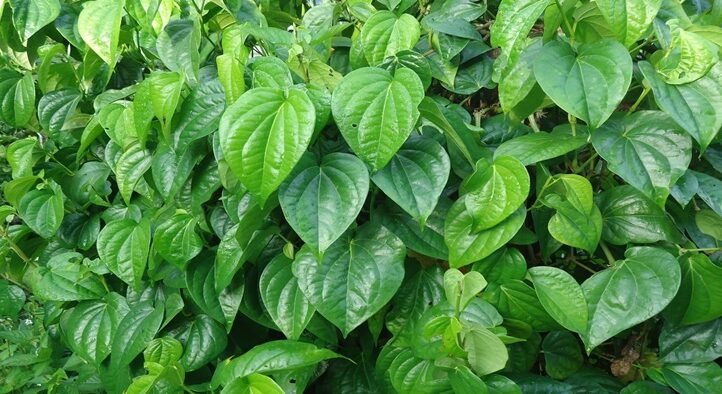 "Jangan cabut tanaman ini! Sirih cina (Peperomia pellucida) menyimpan segudang khasiat mulai dari obat asam urat alami, pereda nyeri, hingga solusi jerawat."