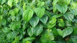 "Daun sirih dikenal sebagai tanaman obat legendaris. Simak manfaatnya mulai dari mengatasi bau mulut, obat mimisan, hingga antiseptik alami di sini."