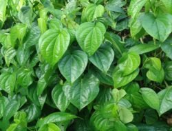 7 Manfaat Daun Sirih untuk Kesehatan, Antibiotik Alami Warisan Leluhur