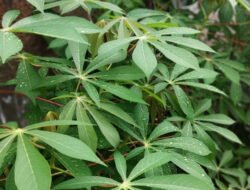 Murah Meriah di Pasar, Ternyata Daun Ubi Punya 7 Manfaat Hebat Ini untuk Kesehatan