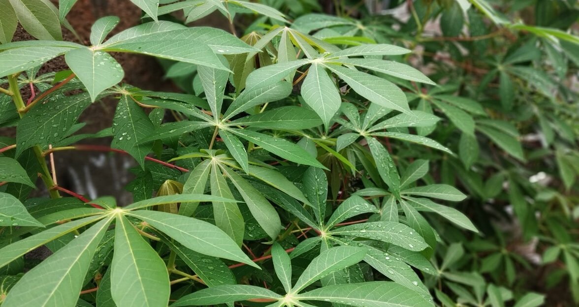 "Sering dianggap makanan sederhana, manfaat daun ubi ternyata luar biasa. Mulai dari sumber protein nabati hingga cegah anemia. Simak faktanya!"