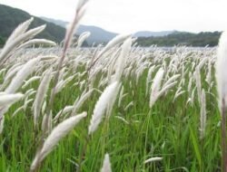 Sering Dianggap Gulma Pengganggu, Ternyata Ilalang Menyimpan 5 Khasiat Ajaib untuk Kesehatan