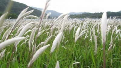 "Jangan buru-buru membabat habis ilalang di halaman! Di balik sifat liarnya, akar alang-alang adalah obat herbal ampuh untuk ginjal hingga panas dalam. Simak faktanya."