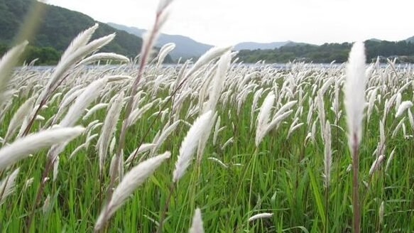 "Jangan buru-buru membabat habis ilalang di halaman! Di balik sifat liarnya, akar alang-alang adalah obat herbal ampuh untuk ginjal hingga panas dalam. Simak faktanya."