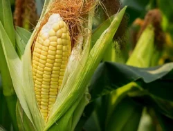 Bukan Sekadar Pengganti Nasi! Ini 7 Manfaat Jagung untuk Mata Sehat hingga Cegah Kanker