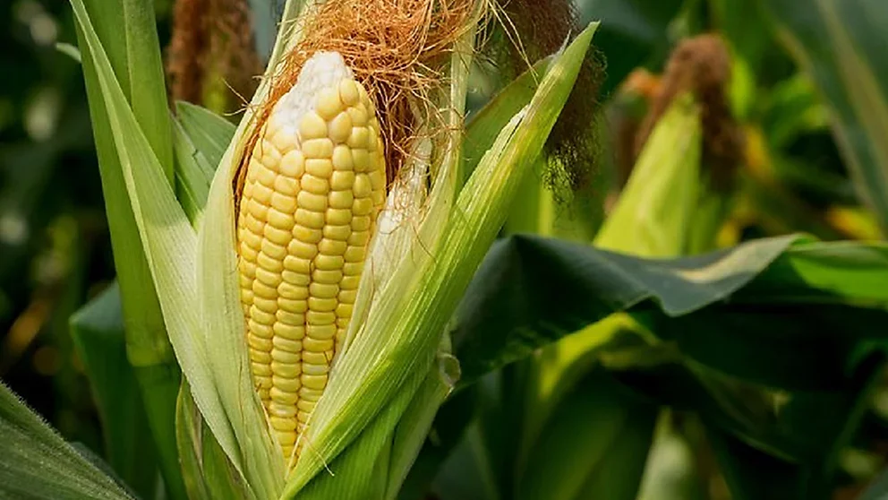 "Sering dikira bikin gemuk karena manis, jagung justru kaya serat dan antioksidan. Simak 7 manfaat jagung, dari menyehatkan mata, pencernaan, hingga aman untuk diabetes."