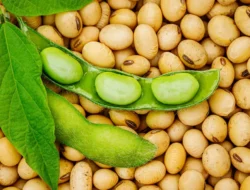 Bukan Sekadar Tahu Tempe: 6 Manfaat “Ajaib” Kacang Kedelai untuk Tubuh yang Sering Diremehkan