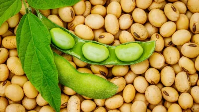 "Sering dianggap makanan sederhana, ternyata manfaat kacang kedelai luar biasa! Dari menjaga kesehatan jantung hingga bikin awet muda, simak 6 alasannya di sini."