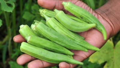 "Punya tekstur berlendir, kacang okra ternyata menyimpan segudang khasiat. Simak 6 manfaat kacang okra untuk diabetes, jantung, hingga kulit glowing di sini."
