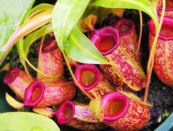 Predator yang Bermanfaat: 4 Khasiat Tersembunyi Kantong Semar untuk Kesehatan dan Kuliner