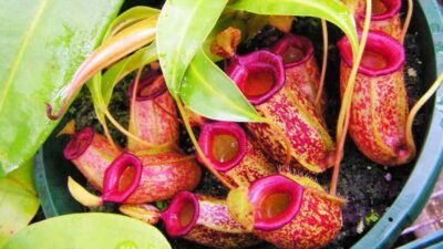 "Dikenal sebagai tanaman karnivora pemakan serangga, kantong semar (Nepenthes) ternyata menyimpan khasiat medis dari air sterilnya hingga menjadi wadah kuliner lezat."