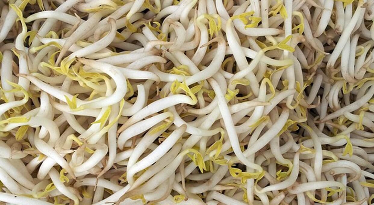 "Sering dianggap sayuran murah, manfaat kecambah ternyata luar biasa. Mulai dari meningkatkan kesuburan, melancarkan pencernaan, hingga bikin awet muda. Cek faktanya!"