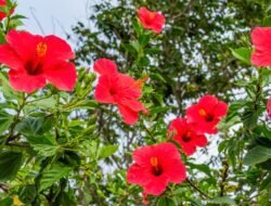 Si Merah yang Ajaib: 6 Manfaat Bunga Kembang Sepatu untuk Rambut Badai dan Tensi Stabil