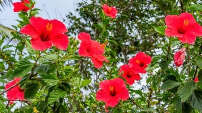 "Sering tumbuh liar di pagar rumah, bunga kembang sepatu ternyata menyimpan rahasia kesehatan. Simak manfaatnya untuk menurunkan darah tinggi hingga menyuburkan rambut."
