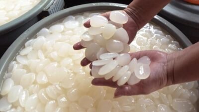 "Sering dianggap camilan biasa, kolang-kaling ternyata menyimpan segudang khasiat. Mulai dari obat radang sendi alami hingga rahasia kulit awet muda."