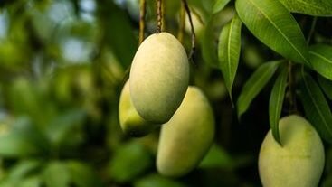 "Sedang suntuk atau bad mood? Jangan buru-buru cari cokelat. Rasa asam yang mengejutkan dari mangga muda ternyata bisa "mereset" otak dan usir stres. Ini faktanya."