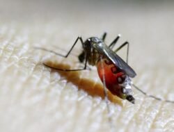 Jangan Dulu Dibenci, Ini 5 Peran Penting Nyamuk bagi Kehidupan di Bumi