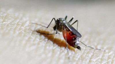 "Sering dianggap hama mematikan, nyamuk ternyata memiliki fungsi vital yang jarang diketahui. Simak peran mereka sebagai penyerbuk hingga penjaga rantai makanan."