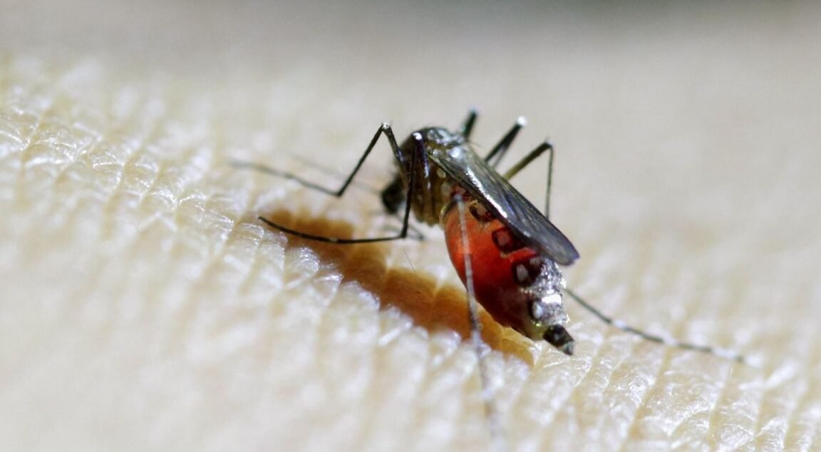 "Sering dianggap hama mematikan, nyamuk ternyata memiliki fungsi vital yang jarang diketahui. Simak peran mereka sebagai penyerbuk hingga penjaga rantai makanan."