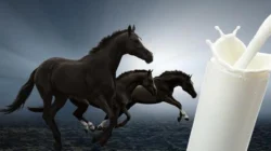 "Temukan berbagai manfaat susu kuda, mulai dari memperkuat imun hingga solusi masalah kulit. Simak alasan mengapa susu kuda disebut sebagai minuman penyembuh."