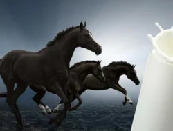 Jarang Diketahui, Ini 5 Manfaat Susu Kuda bagi Kesehatan yang Luar Biasa