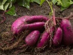 Bukan Sekadar Jajanan Pasar: 5 Manfaat “Mahal” Ubi Jalar untuk Diet dan Kecantikan