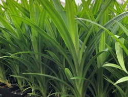 Mengapa Daun Pandan Identik dengan Ziarah Kubur? Ini Makna Filosofis dan Alasannya