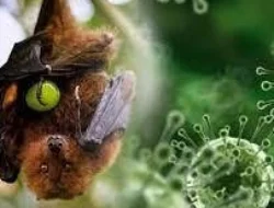 Mengenal Virus Nipah: Penyakit Zoonosis dengan Tingkat Kematian 75%, Waspadai 9 Gejala Ini
