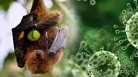 "Virus Nipah kembali jadi sorotan karena tingkat kematiannya mencapai 75%. Kenali 9 gejala awalnya mulai dari demam, sesak napas, hingga radang otak agar waspada."