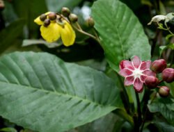 Mengenal Simpur: Si Cantik Berbunga Kuning yang Kaya Manfaat Kesehatan