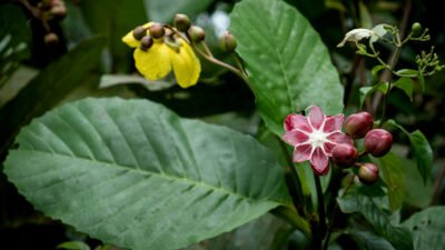 "Sering melihat pohon dengan daun lebar dan bunga kuning di pinggir jalan? Itu adalah Simpur. Kenali 4 manfaat hebatnya, mulai dari obat alami hingga pembungkus makanan ramah lingkungan."