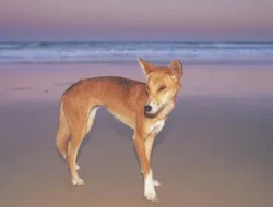 Misteri Kematian Backpacker Kanada di Pulau K’gari, Luka Gigitan Dingo Ditemukan pada Jenazah