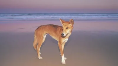 "Backpacker Kanada ditemukan tewas di Pulau K'gari, Australia. Hasil otopsi ungkap penyebab tenggelam, namun ditemukan luka gigitan anjing liar Dingo pada tubuh korban."