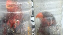 Dua ekor burung nuri kepala hitam tampak sesak di dalam botol air mineral plastik yang disita petugas Karantina Sulawesi Selatan sebagai barang bukti penyelundupan. (Dok. HO/Faktakalbar.id)