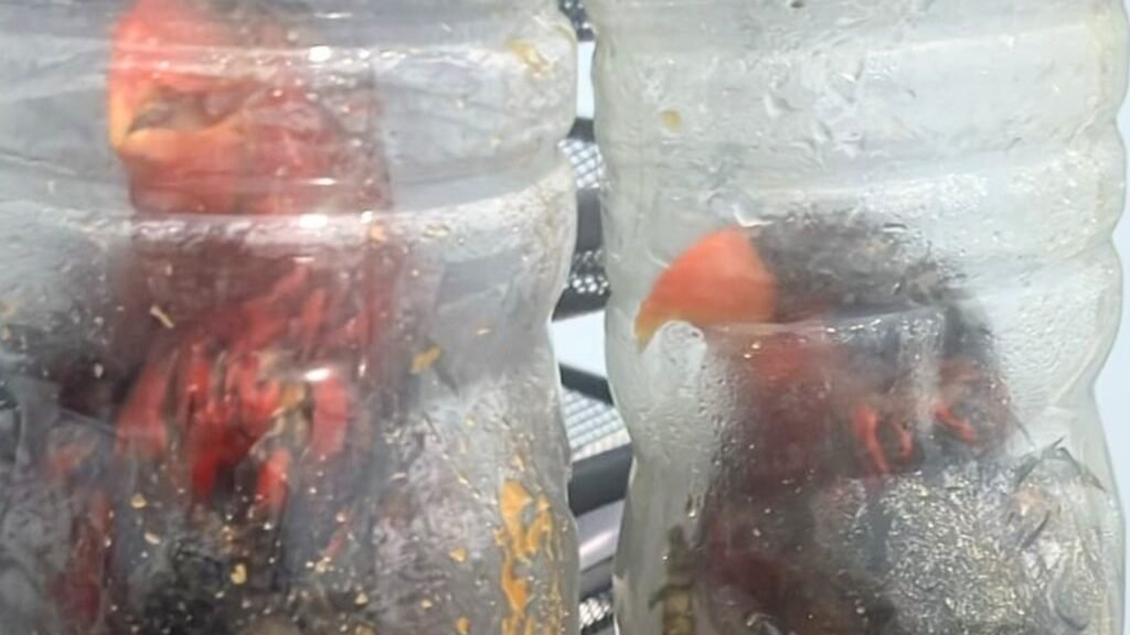 Dua ekor burung nuri kepala hitam tampak sesak di dalam botol air mineral plastik yang disita petugas Karantina Sulawesi Selatan sebagai barang bukti penyelundupan. (Dok. HO/Faktakalbar.id)