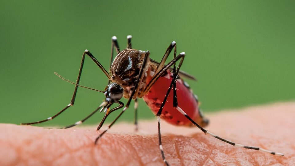 Ilustrasi - Nyamuk Aedes aegypti pembawa virus Demam Berdarah Dengue (DBD) sangat gemar bertelur di air bersih yang menggenang. (Dok. Ist)