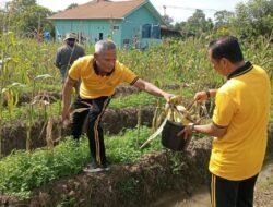 Dukung Ketahanan Pangan, Polsek Pontianak Barat Turun ke Ladang Panen Jagung Bareng Petani