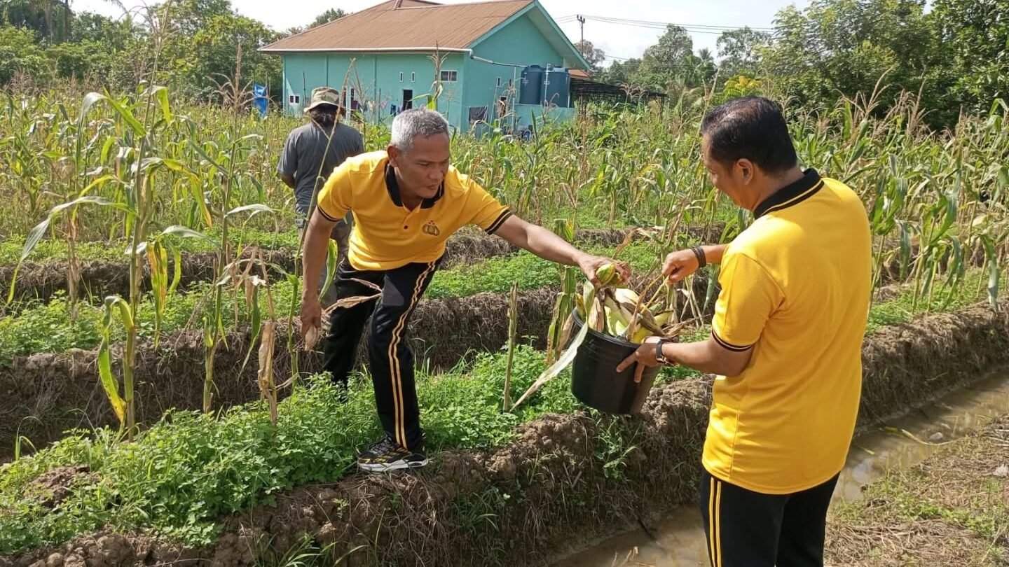 Kanit Binmas Polsek Pontianak Barat, AKP Surwanto (kiri), saat memanen jagung bersama petani di lahan Kelompok Tani Berdikari, Jalan Berdikari, Kelurahan Pal Lima, Sabtu (3/1/2026). Kegiatan ini merupakan wujud dukungan Polri terhadap program ketahanan pangan. (Dok. HO/Faktakalbar.id)