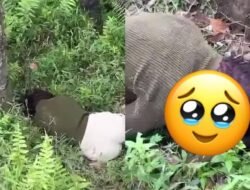 Diduga Hamil dan Minta Uang Aborsi, Siswi SMP di Simalungun Dihabisi Pacar Secara Sadis