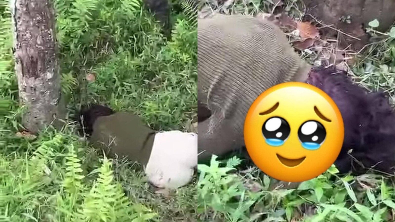 (Atas) Lokasi penemuan jenazah siswi SMP di area perkebunan PT Bridgestone. (Bawah) Sosok remaja laki-laki berinisial AH (15) yang ditetapkan sebagai tersangka pembunuhan pacarnya sendiri. (Dok. Ist)