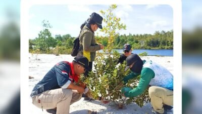 Anggota Resor KSDA Wilayah Mandor sedang melakukan perawatan tanaman demplot di lahan berpasir bekas tambang kawasan Cagar Alam Mandor. (Dok. HO/Faktakalbar.id)