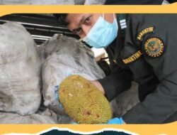 Musim Panen Tiba, Ekspor Cempedak via PLBN Aruk Tembus 720 Kilogram