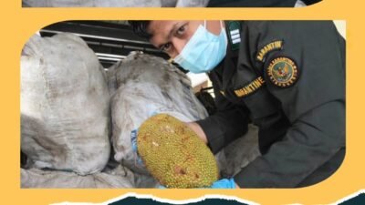 Petugas Karantina Kalimantan Barat sedang melakukan pemeriksaan fisik terhadap komoditas buah cempedak yang akan diekspor di PLBN Aruk. (Dok. HO/Faktakalbar.id)