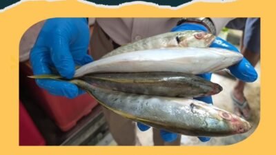 Petugas Karantina Kalbar menunjukkan sampel ikan selar ekor kuning dan melakukan pemeriksaan fisik kemasan ekspor di PLBN Entikong. (Dok. HO/Faktakalbar.id)