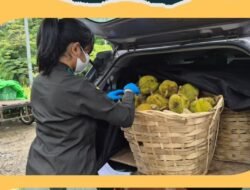 Musim Durian Usai, Ekspor Pekawai via PLBN Entikong Tembus 103 Ton