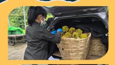 Musim Durian Usai, Ekspor Pekawai via PLBN Entikong Tembus 103 Ton