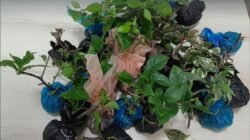 Barang bukti bibit bugenvil dan biji mangga ilegal yang diamankan Karantina Kalbar di PLBN Entikong. (Dok. HO/Faktakalbar.id)